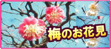 二子玉川で初春を楽しむ梅のお花見