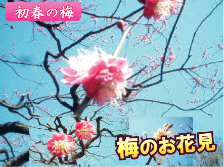 ��q�ʐ���ӂŔ~�̂��Ԍ�