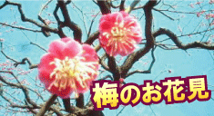 二子玉川で梅のお花見