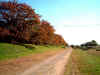 street_autum_11_17small.JPG (57879 バイト)