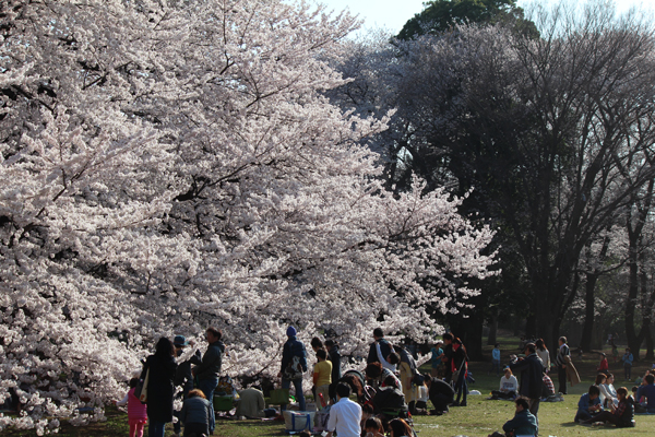 砧公園