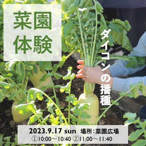 菜園体験（ダイコンの播種）