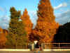 square_kaidan_03autum.JPG (64417 oCg)