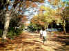 street_04_autum.JPG (82469 oCg)