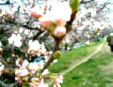 sakura_03_31_yoisyo_06.JPG (200578 oCg)