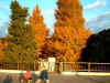 square_kaidan_04_autum.JPG (68695 oCg)