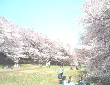 砧公園の桜お花見風景