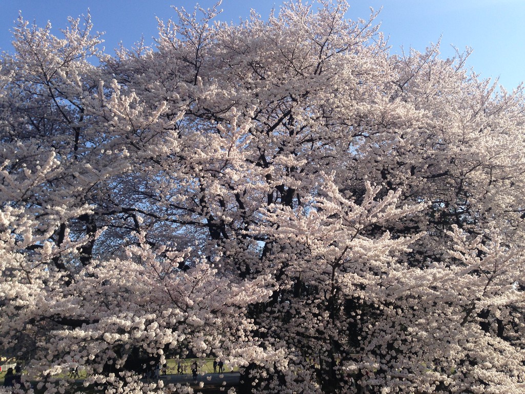 砧公園の桜４