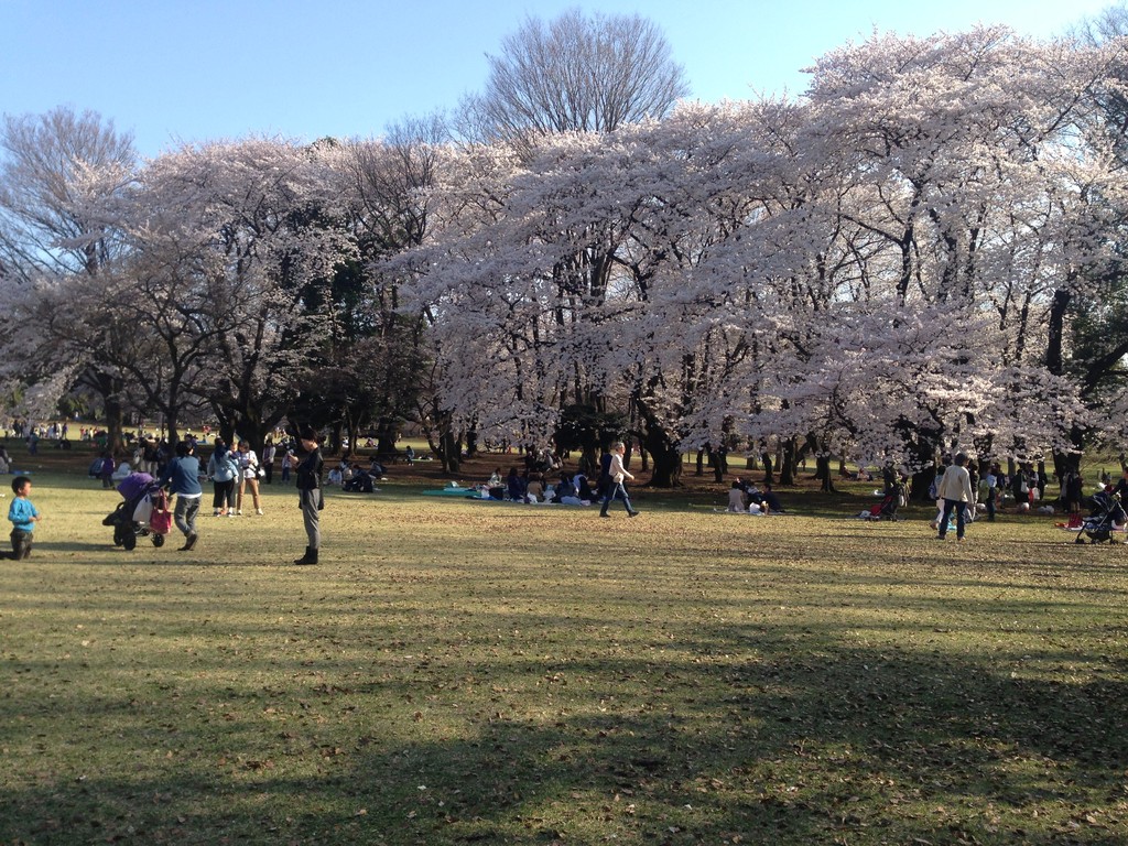 砧公園の桜２