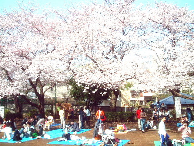 春の桜 のお花見、初夏のあじさい祭り