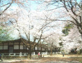 ④桜お花見風景 巨大な古木の桜が50本
