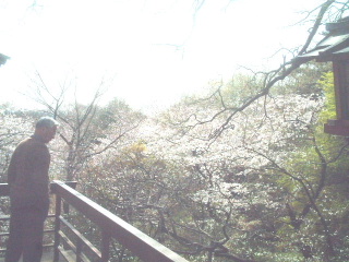 桜の名所