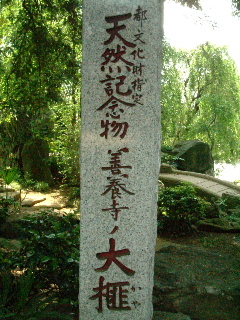 ⑥都天然記念物指定樹 『かや』