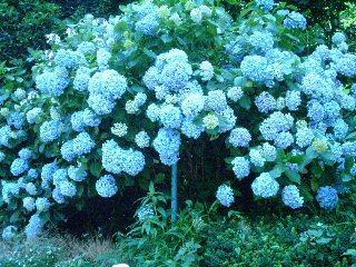 写真4