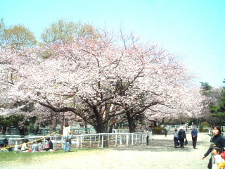 写真7