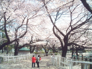 写真9