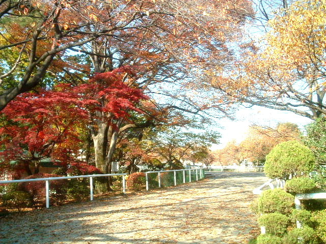 写真1