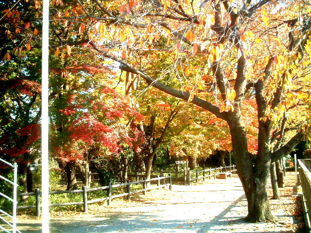 写真5