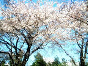 写真2