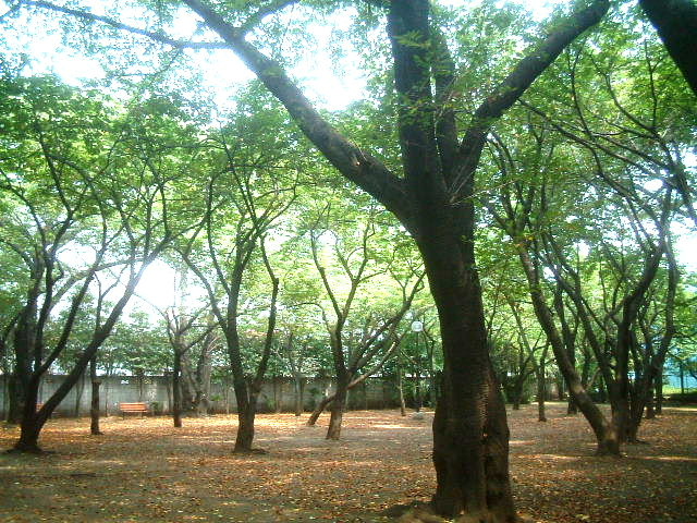 写真4