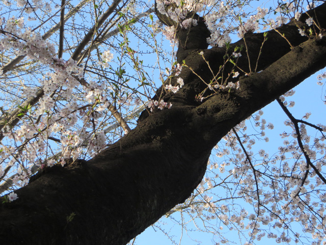 上野毛自然公園