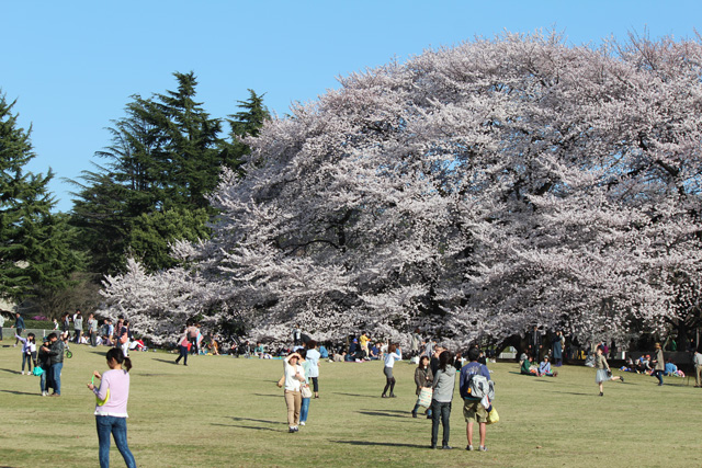 砧公園