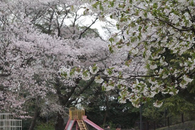 多摩川台公園