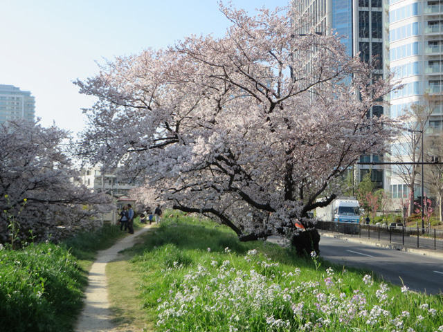 二子玉川の 桜のお花見スポット お散歩 二子玉川の地域ポータルサイト 二子玉くん